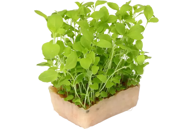 Honny cress crade 14 pieces